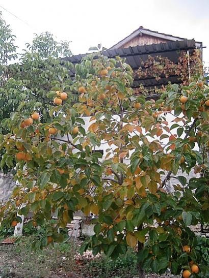 Name:  T. hurmas.jpg
Views: 1098
Size:  63.4 KB