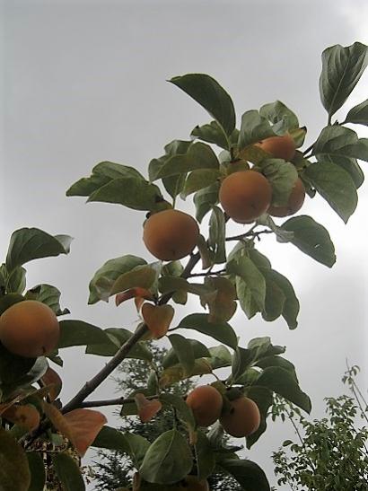 Name:  T. hurmas1.jpg
Views: 1066
Size:  37.3 KB
