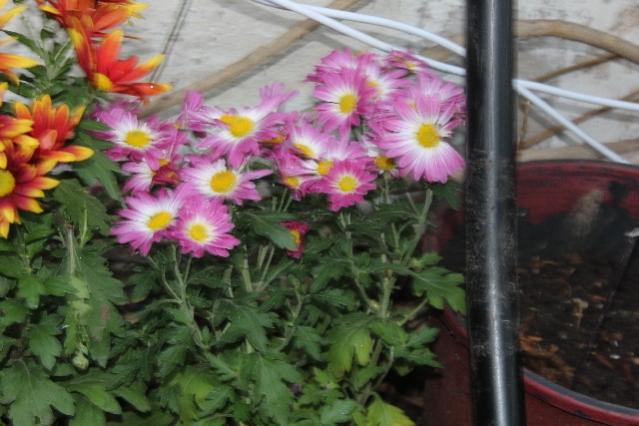 Name:  IMG_0487.jpg
Views: 173
Size:  45.0 KB