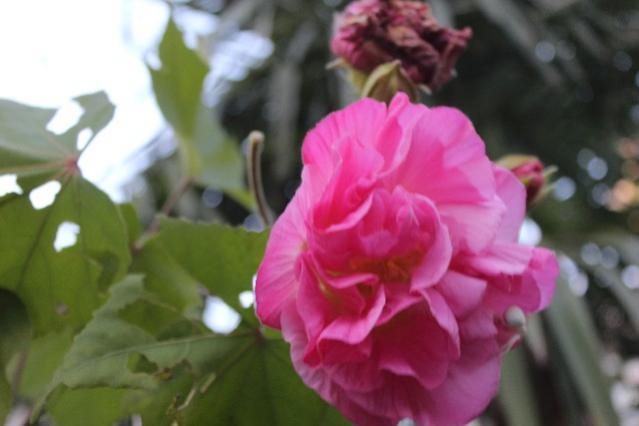Name:  IMG_0530.jpg
Views: 490
Size:  28.4 KB