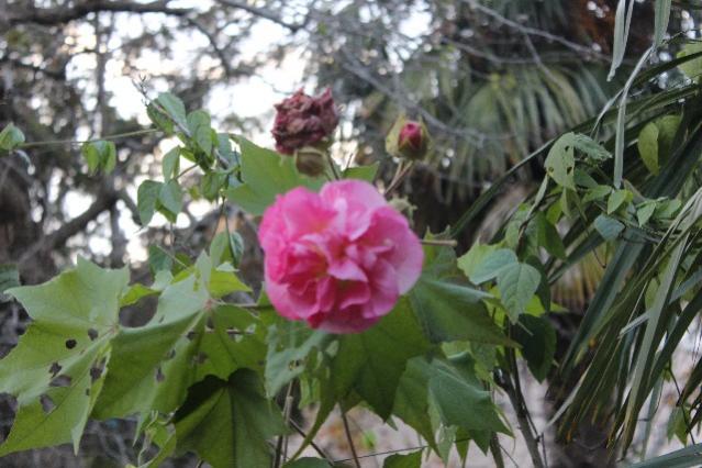 Name:  IMG_0531.jpg
Views: 527
Size:  49.7 KB