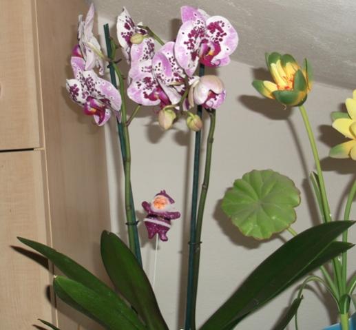 Name:  DSCF0906.jpg
Views: 676
Size:  32.6 KB
