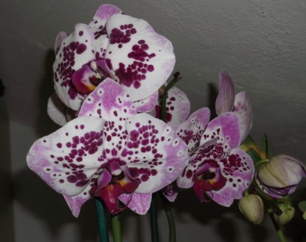Name:  DSCF0909.jpg
Views: 637
Size:  35.9 KB