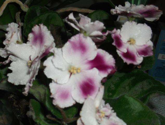 Name:  DSCF0908.jpg
Views: 603
Size:  34.3 KB