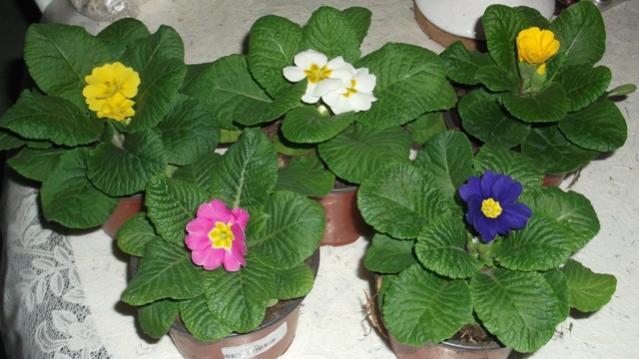 Name:  DSCF0910.jpg
Views: 612
Size:  40.9 KB