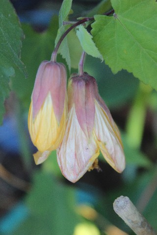 Name:  IMG_6933.jpg
Views: 462
Size:  50.7 KB