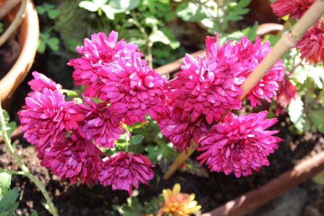 Name:  IMG_0668.jpg
Views: 370
Size:  55.9 KB