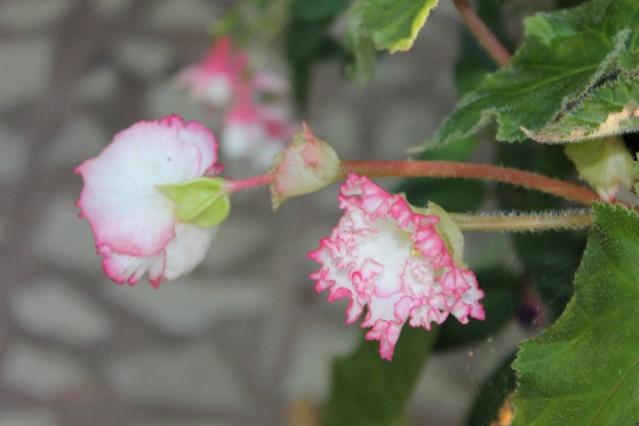 Name:  IMG_9882.jpg
Views: 473
Size:  26.9 KB
