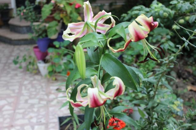 Name:  IMG_0049.jpg
Views: 411
Size:  44.5 KB