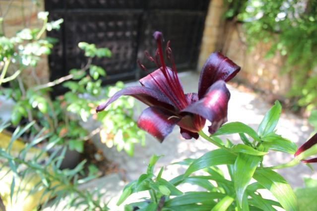 Name:  IMG_9739.jpg
Views: 391
Size:  43.0 KB