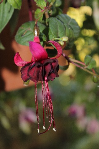 Name:  IMG_9895.jpg
Views: 299
Size:  58.6 KB