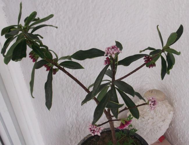 Name:  DSCF0921.jpg
Views: 414
Size:  43.3 KB