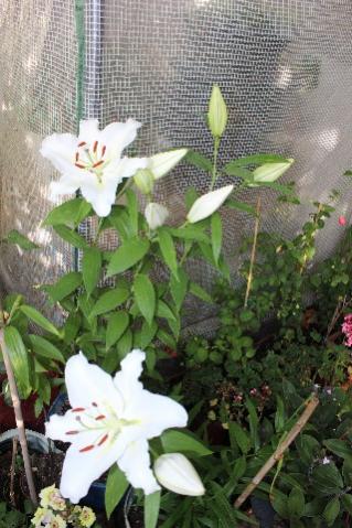 Name:  IMG_9702.jpg
Views: 417
Size:  37.2 KB