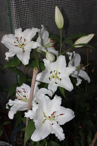 Name:  IMG_9745.jpg
Views: 413
Size:  69.9 KB