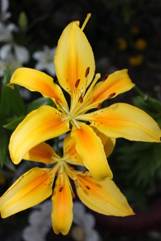 Name:  IMG_9750.jpg
Views: 406
Size:  60.6 KB