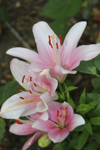 Name:  IMG_9873.jpg
Views: 411
Size:  58.4 KB