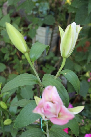 Name:  IMG_9874.jpg
Views: 416
Size:  62.4 KB