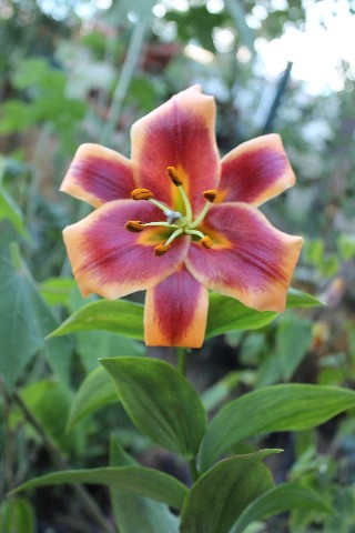 Name:  IMG_9841.jpg
Views: 403
Size:  62.7 KB