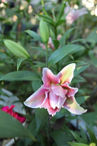 Name:  IMG_9885.jpg
Views: 397
Size:  62.0 KB