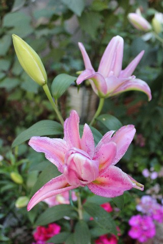 Name:  IMG_9916.jpg
Views: 407
Size:  66.5 KB