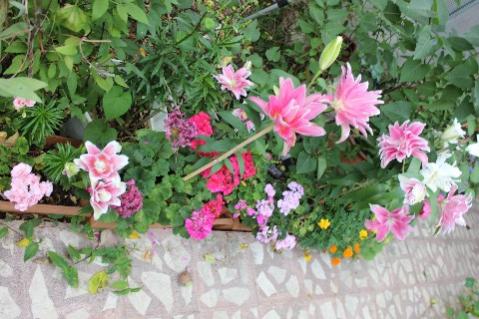 Name:  IMG_9946.jpg
Views: 410
Size:  37.3 KB