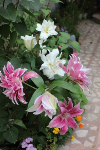 Name:  IMG_9951.jpg
Views: 420
Size:  27.5 KB