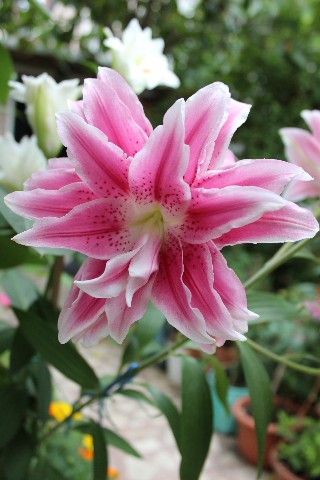 Name:  IMG_9942.jpg
Views: 393
Size:  68.2 KB