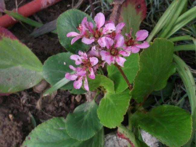 Name:  DSCF0978.jpg
Views: 718
Size:  42.1 KB