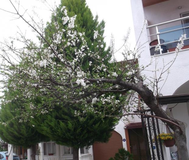 Name:  DSCF0979.jpg
Views: 489
Size:  71.4 KB