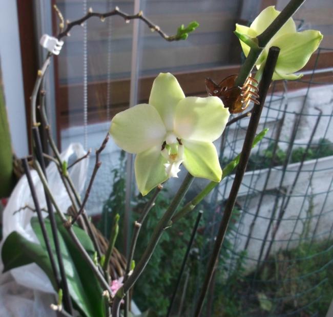 Name:  DSCF0966.jpg
Views: 533
Size:  51.0 KB