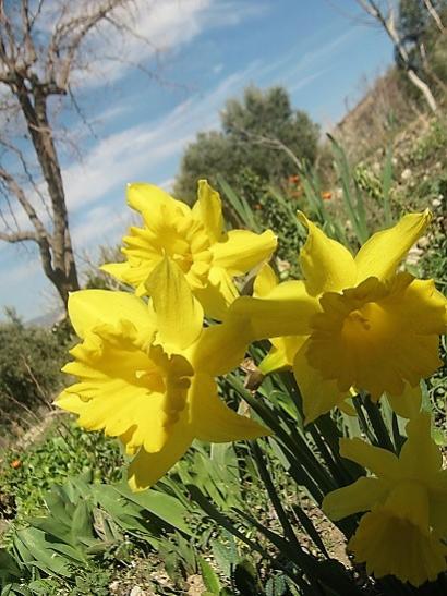Name:  nergis1.jpg
Views: 587
Size:  46.7 KB