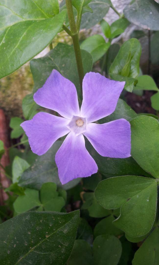 Name:  20180313_094746-min.jpg
Views: 532
Size:  67.4 KB