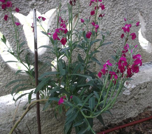 Name:  DSCF1012.jpg
Views: 367
Size:  71.5 KB