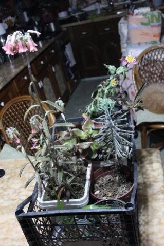 Name:  IMG_0828.jpg
Views: 345
Size:  34.7 KB