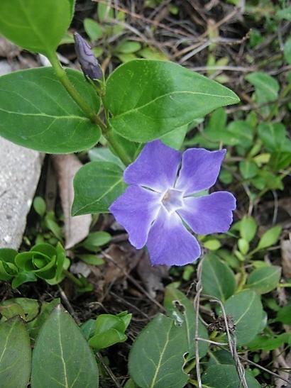 Name:  c. menekesi.jpg
Views: 516
Size:  42.0 KB