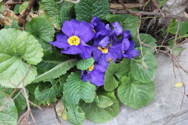 Name:  IMG_0995.jpg
Views: 218
Size:  53.7 KB