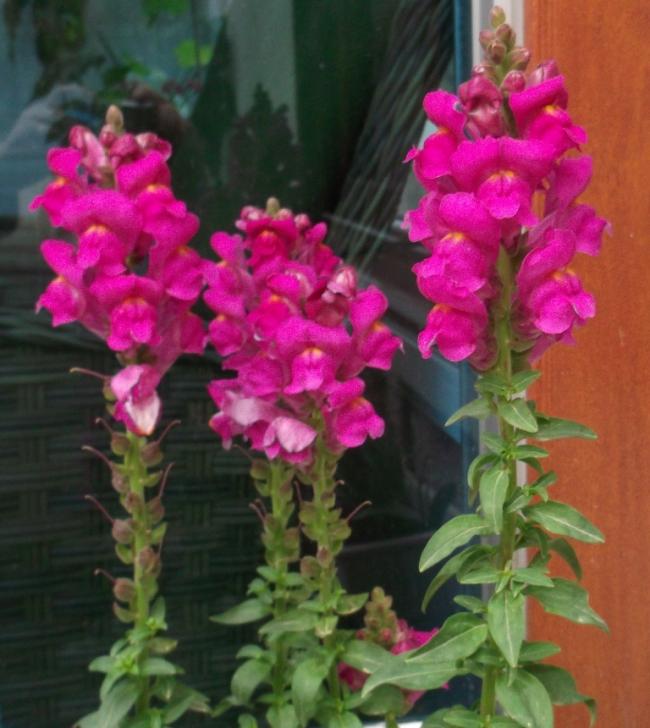 Name:  DSCF1086.jpg
Views: 503
Size:  57.0 KB