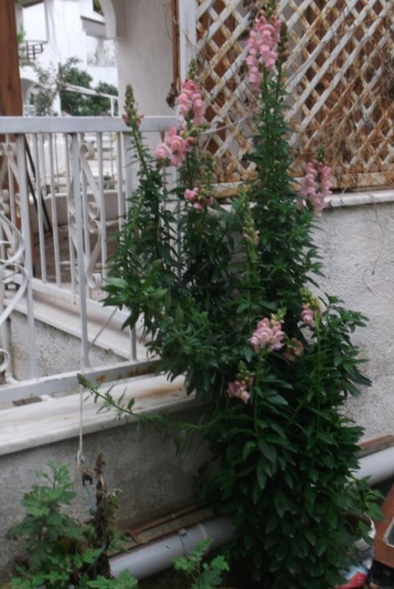 Name:  DSCF1069.jpg
Views: 515
Size:  74.7 KB