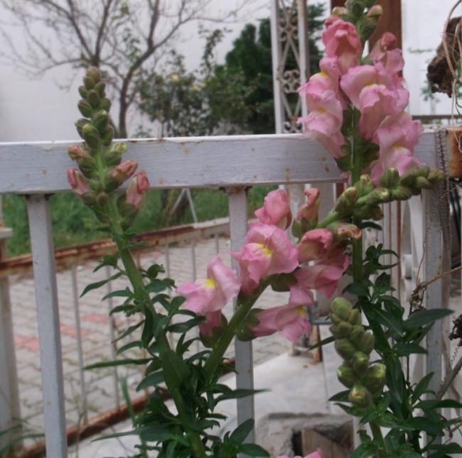 Name:  DSCF1071.jpg
Views: 512
Size:  59.6 KB