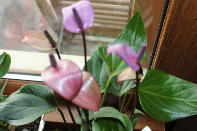 Name:  IMG_0958.jpg
Views: 464
Size:  38.0 KB