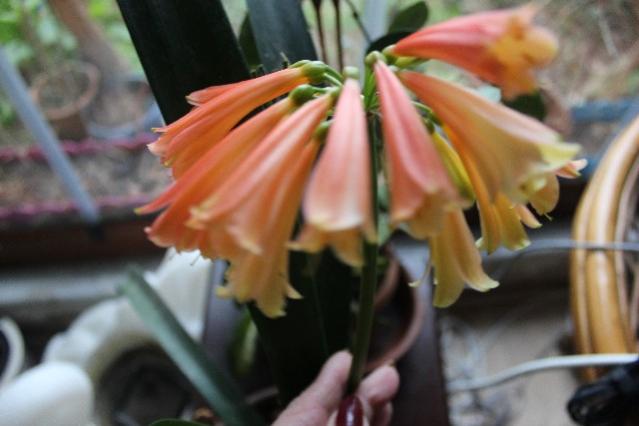Name:  IMG_1103.jpg
Views: 463
Size:  32.2 KB