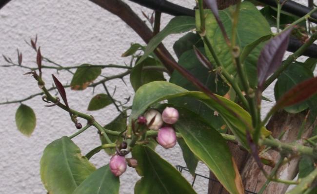 Name:  DSCF1083.jpg
Views: 479
Size:  39.5 KB