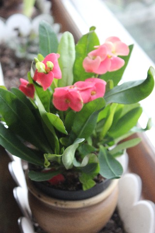 Name:  IMG_0946.jpg
Views: 420
Size:  59.9 KB