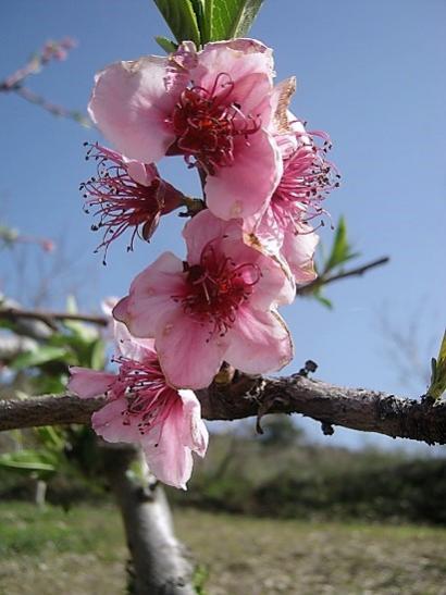 Name:  eftali.jpg
Views: 377
Size:  33.0 KB