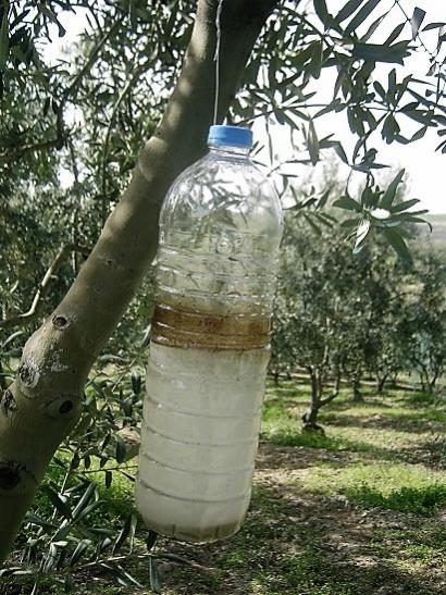 Name:  zeytin.jpg
Views: 355
Size:  67.5 KB