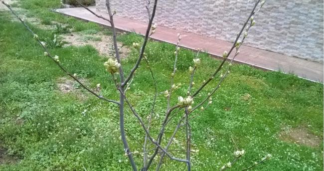 Name:  24.03.2018 ayva.jpg
Views: 572
Size:  61.3 KB