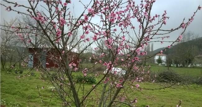 Name:  24.03.2018 nektarin.jpg
Views: 551
Size:  60.5 KB