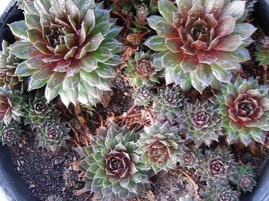 Name:  sempervivum.jpg
Views: 862
Size:  67.1 KB