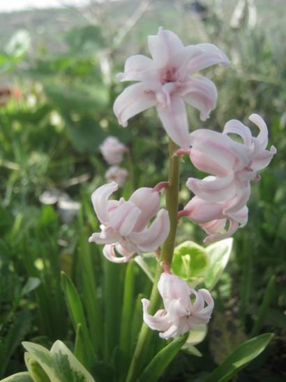 Name:  smbl-----.jpg
Views: 839
Size:  28.5 KB