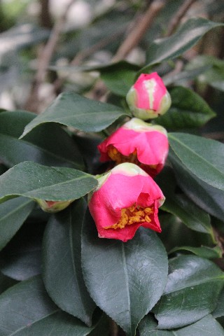 Name:  IMG_1123.jpg
Views: 401
Size:  64.3 KB
